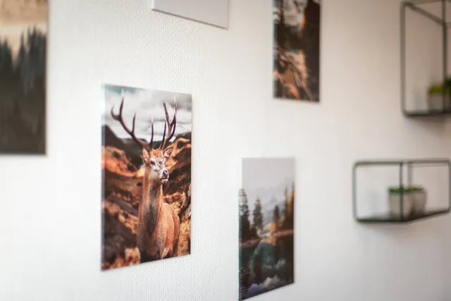 Wandbilder mit Hirsch